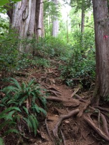 Lone Cone, Meares Island, up, trail, Tofino