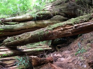 trail, Lone Cone, fallen tree, Meares Island, Tofino