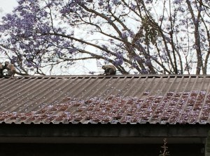 The pesky monkeys- so cute! 