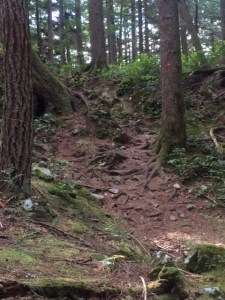 Trail Markers on Sandero Diez Vistas Trail, Coquitlam British Columbia