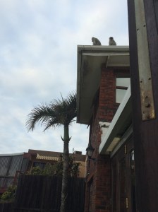 Monkeys sitting on the roof above our bedroom window 