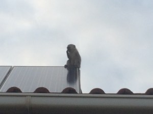 Monkey waiting for an opportunity to check out the garbage. 