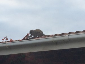 Monkey going for the Monkey Gland chips! 