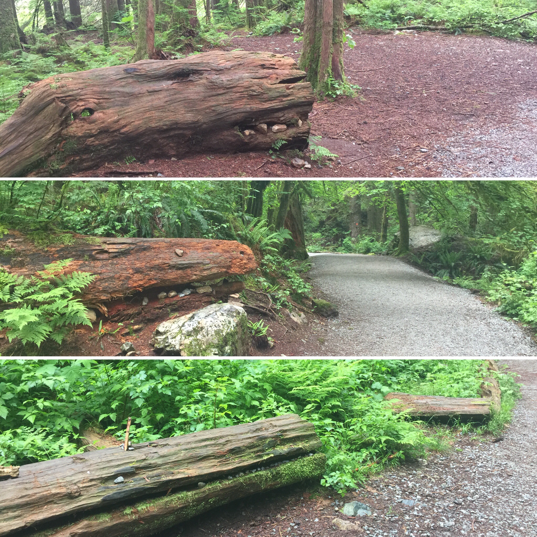 animals_may202018_goldenear_lowerfalls