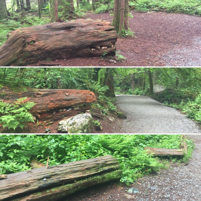 animals_may202018_goldenear_lowerfalls