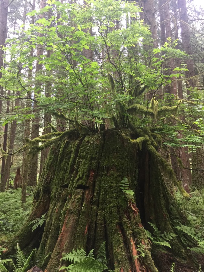 tree_may202018_goldenear_lowerfalls
